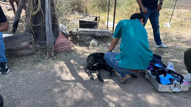 Perrito El Salto  (1).jpeg